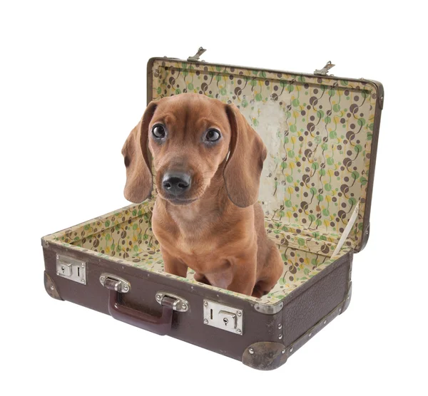 Dachshund cachorro se sienta en la maleta vintage con camino de recorte — Foto de Stock