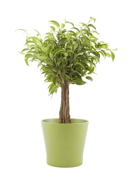 Ficus Benjamin in green pot with clipping path — Stock Photo, Image