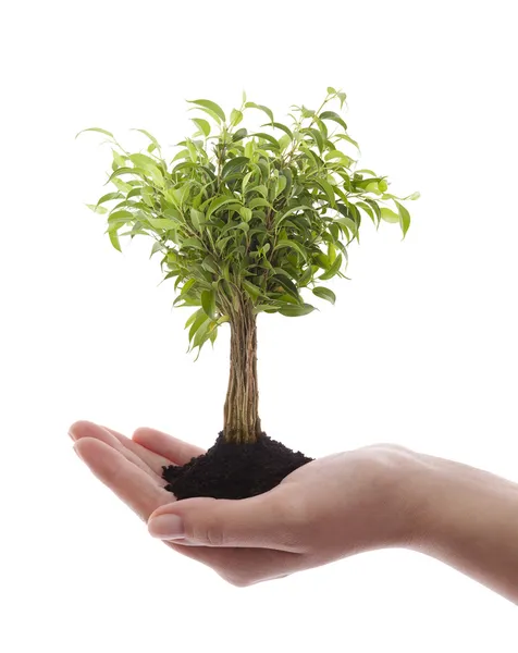 Mano che tiene albero verde isolato su bianco — Foto Stock