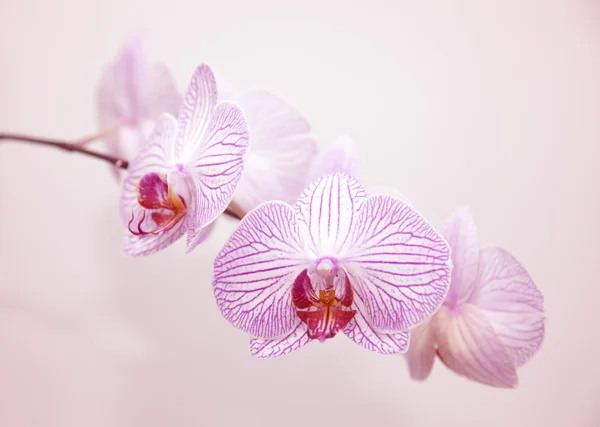 Flores de orquídeas — Fotografia de Stock