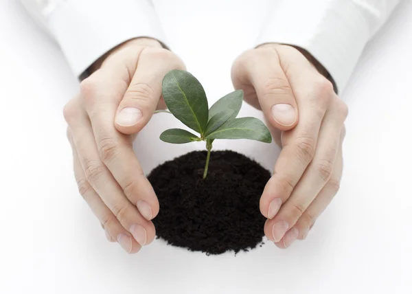 Small plant protected by hands Stock Image