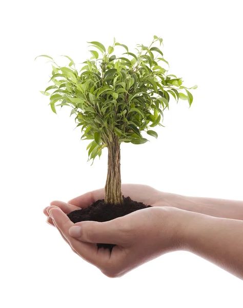 Hands holding green tree isolated on white Royalty Free Stock Images