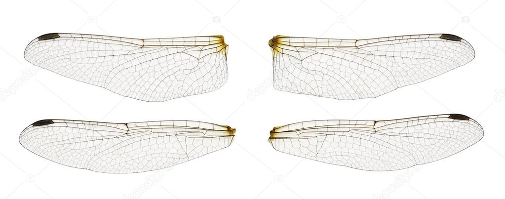 Dragonfly wings isolated on white