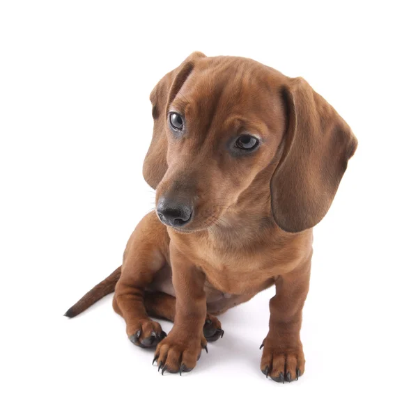 Chiot teckel isolé sur fond blanc — Photo