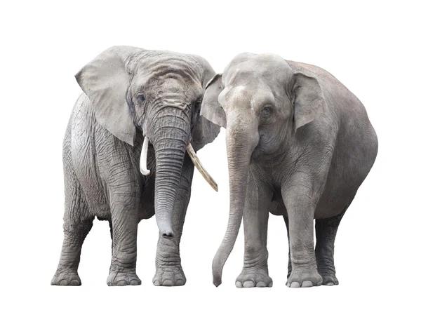 Par de elefantes isolados sobre fundo branco — Fotografia de Stock