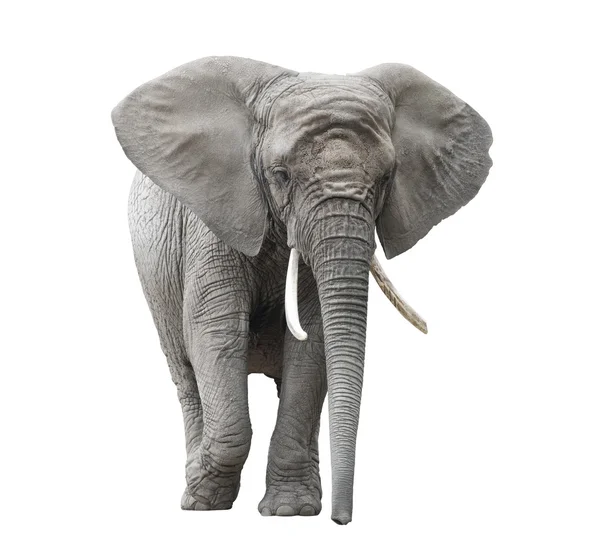 African elephant isolated on white with clipping path — Stock Photo, Image