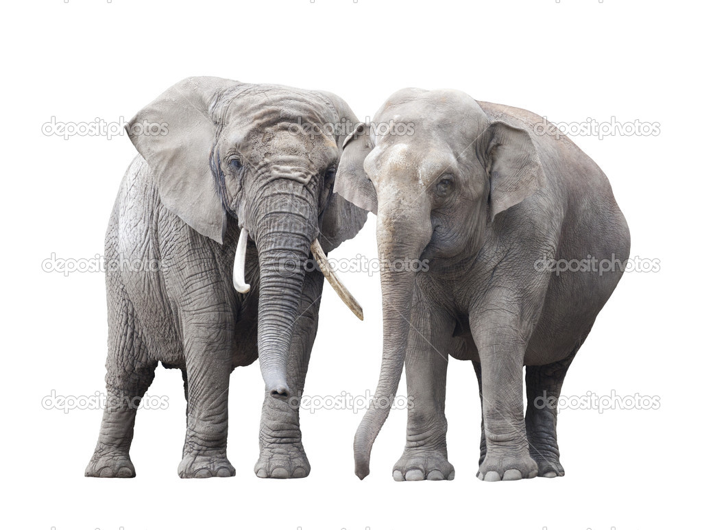 Pair of elephants isolated on white background