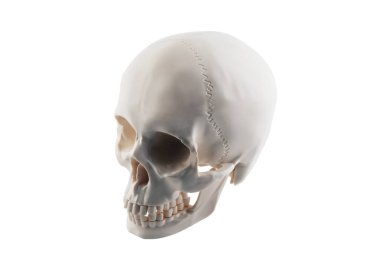 İnsan kafatası izole kırpma yolu ile beyaz arka plan üzerinde