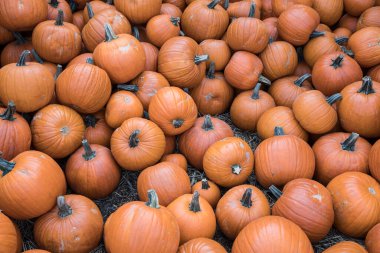 Sonbaharda hasat zamanı portakal kabağı yığını