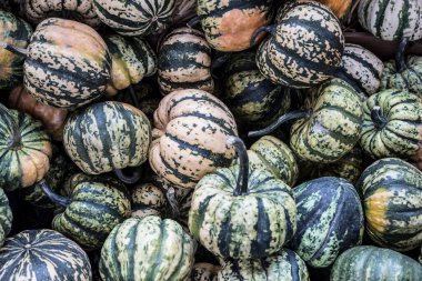 Çiftçi pazarında küçük yeşil balkabağı yığını.