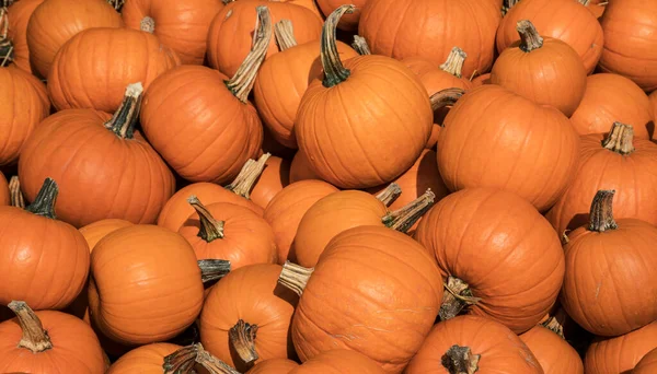 Pile Orange Pumpkins Harvest Time Fall — Stock Photo, Image