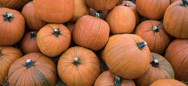 Pile Orange Pumpkins Harvest Time Fall — Stock Photo, Image