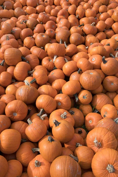 Pilha Abóboras Laranja Durante Época Colheita Outono — Fotografia de Stock