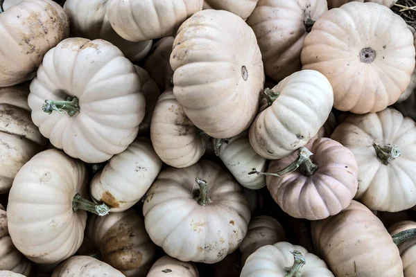 Pile Small White Pumpkins Farmers Market — Stock Photo, Image