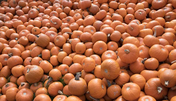 Pile Orange Pumpkins Harvest Time Fall — Stock Photo, Image