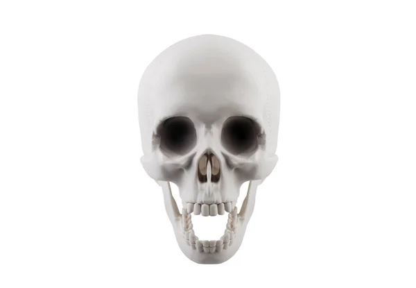 Human Skull Open Jaw Isolated White Background Clipping Path — Stock Photo, Image