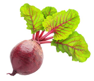 Pancar kökü