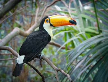 bir ormanda Toucan