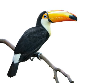 tukan