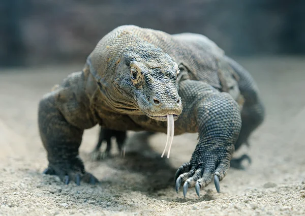 Dragão de Komodo — Fotografia de Stock