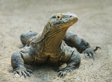 Komodo Ejderi