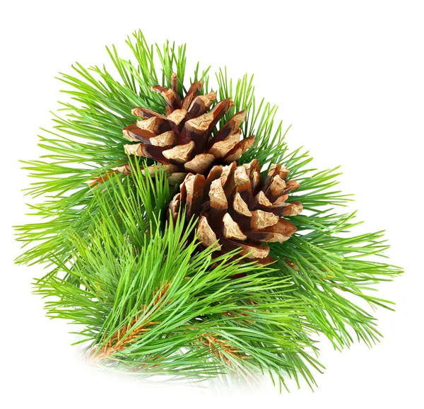 Pine branch — Stock Photo, Image