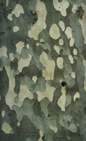 Platan tree bark texture — Stock Photo, Image