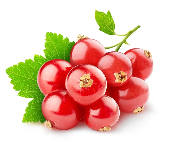 Rote Johannisbeeren — Stockfoto