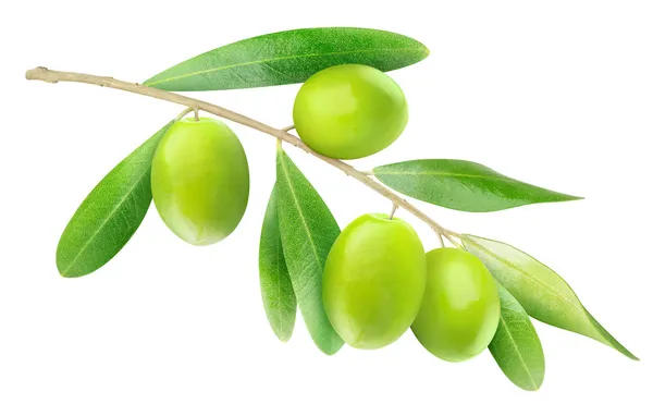 Оливки — стокове фото