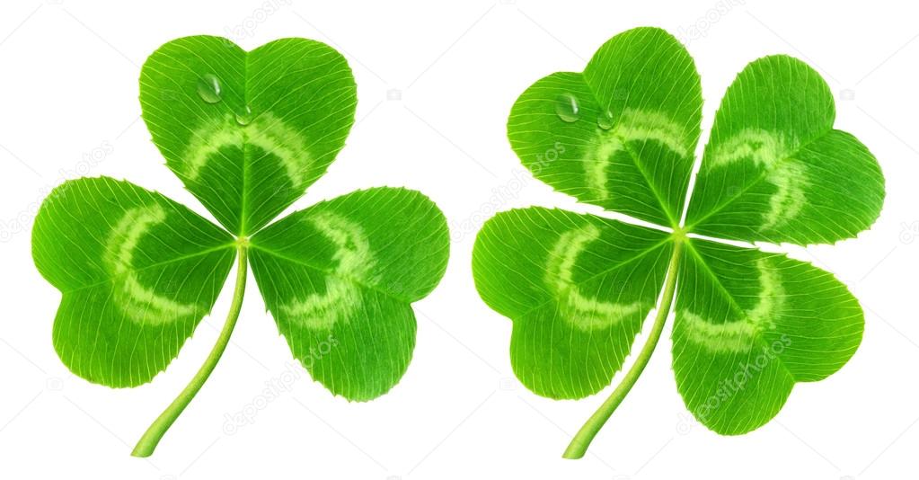 Clover leaf isolated on white