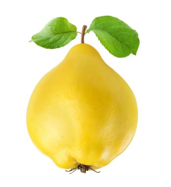 Quince clipart