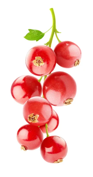 Red currant — Stock Photo, Image