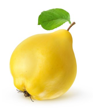 Quince clipart