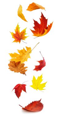 Falling autumn leaves. Red and yellow tree leaves in the air isolated on white background clipart