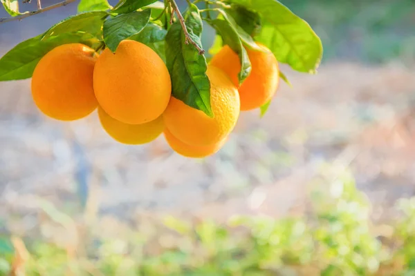 선택적 초점을 맞추면서 대추야자 나무에 오렌지 열매들이 떼지어 — 스톡 사진