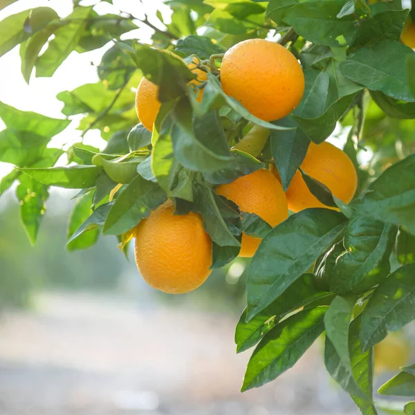 가지에 아마포 오렌지 — 스톡 사진