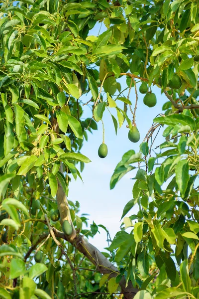Αβοκάντο Δέντρο Κρεμαστά Φρούτα Πάνω Από Γαλάζιο Του Ουρανού Κάθετη — Φωτογραφία Αρχείου