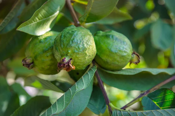 Groene Guava Vruchten Hangend Aan Een Boomtak Selectieve Focus — Stockfoto