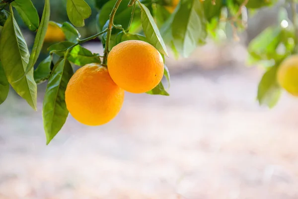 나뭇가지에 오렌지 — 스톡 사진
