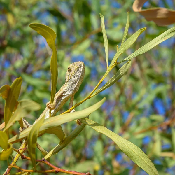 Wild Chameleon Sedí Větvi Stromu Pyšným Arogantním Vzhledem — Stock fotografie