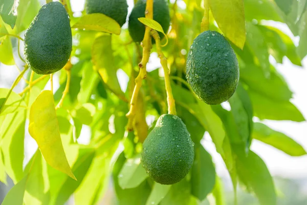 아보카도 의나무에서 자라는 아보카도 — 스톡 사진