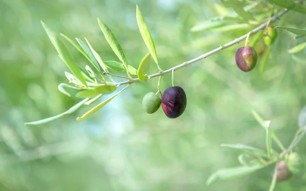 在树枝上生长的橄榄果 有选择的重点 — 图库照片