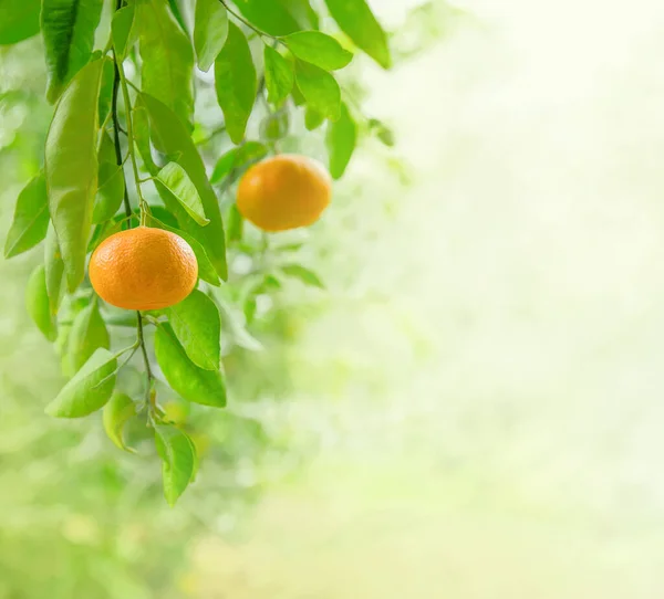 Ripe Mandarin Fruits Closeup Branch Citrus Garden Copy Space — 스톡 사진