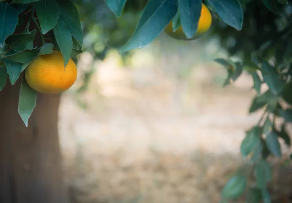 Tangerine Branches Ripe Fruits Citrus Grove Frame Shape Copy Space — Stockfoto