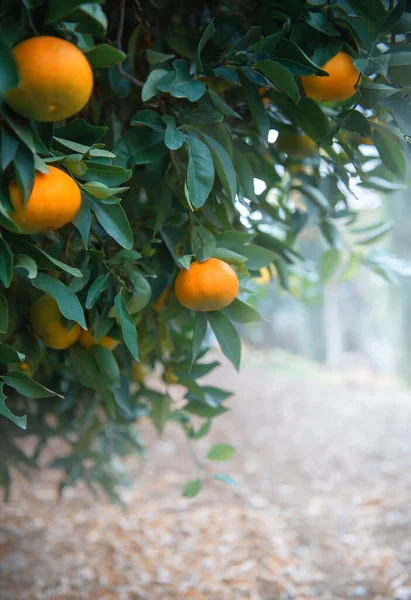 Tangerine Mandarin Orange Fruits Branch Citrus Orchard Vertical Shot Copy — Fotografia de Stock