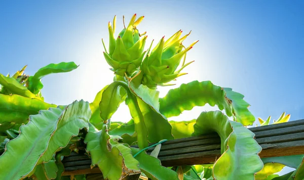 Dos Jóvenes Frutos Dragón Que Crecen Parte Superior Una Rama — Foto de Stock