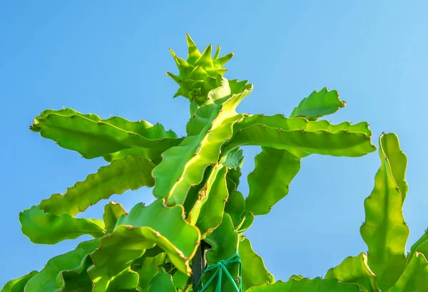 Smocze Drzewo Kaktusowe Niedojrzałymi Owocami Wierzchu Przeciwko Jasnemu Błękitnemu Niebu — Zdjęcie stockowe
