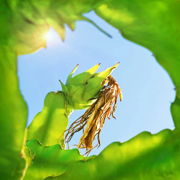 Una Fruta Dragón Verde Con Flor Seca Creciendo Árbol Disparada — Foto de Stock