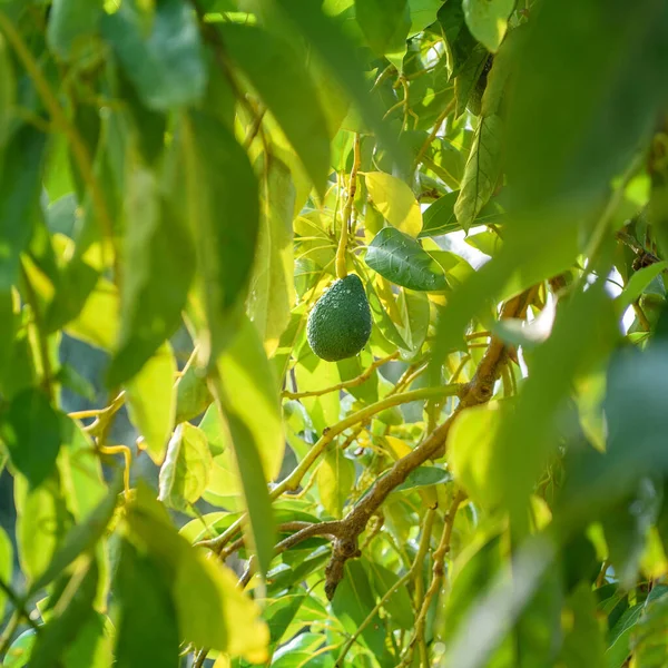 Een Avocado Vrucht Groeit Een Boom Geschoten Door Takken — Stockfoto