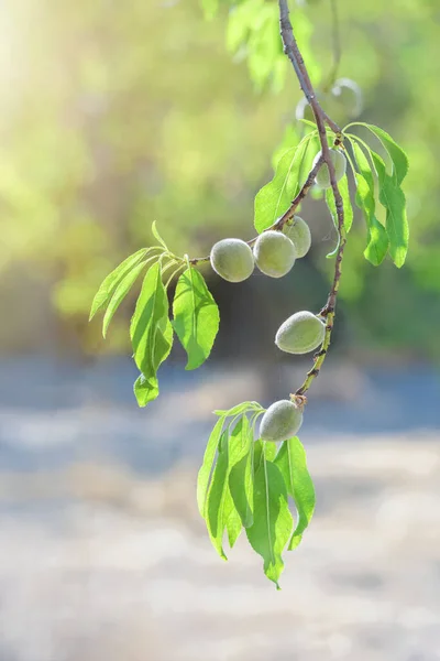 Mandulafa Ága Termő Gyümölcsökkel Kertben Napsütötte Nyáron — Stock Fotó